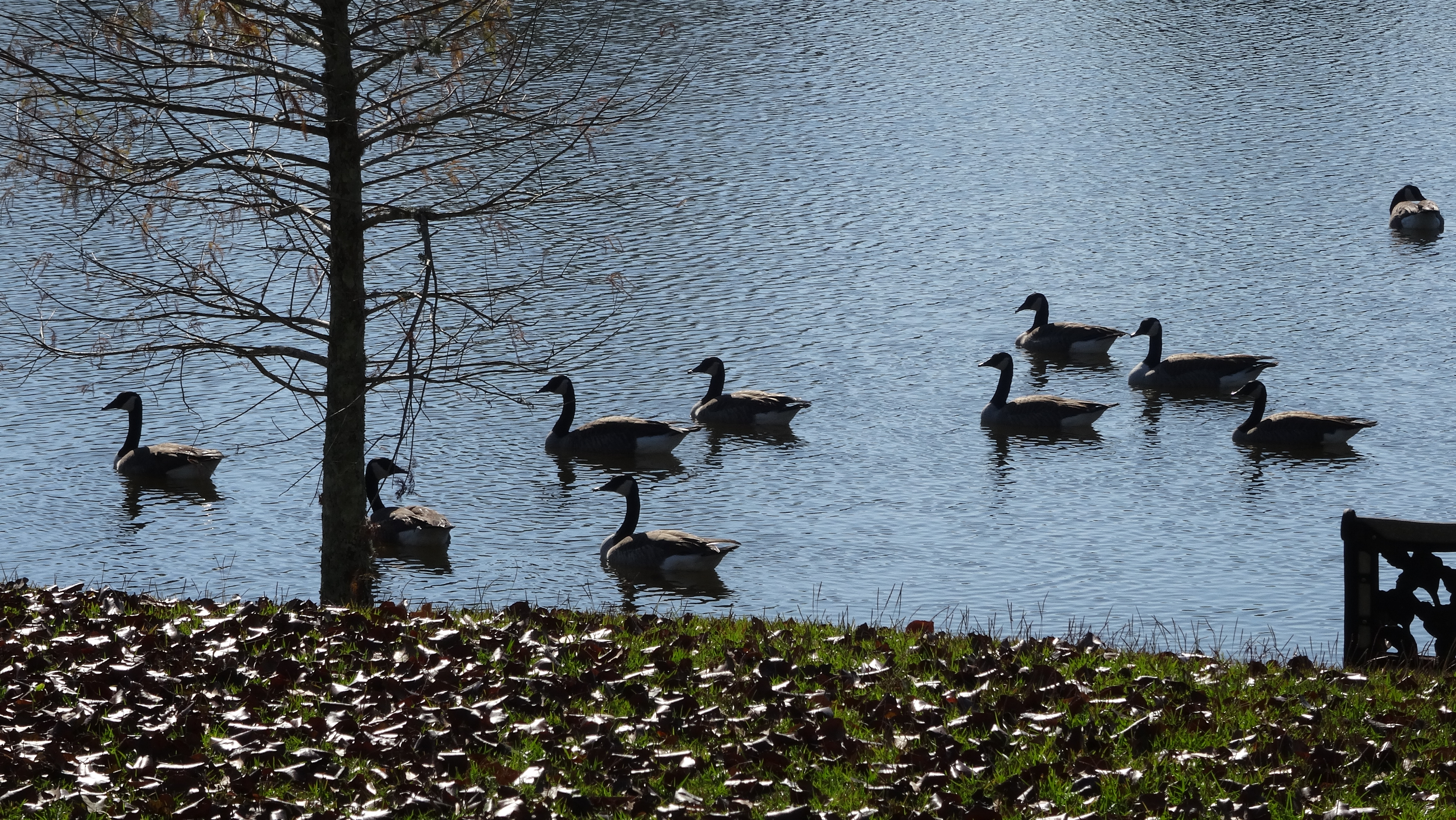 Lakes At Ascension Crossing